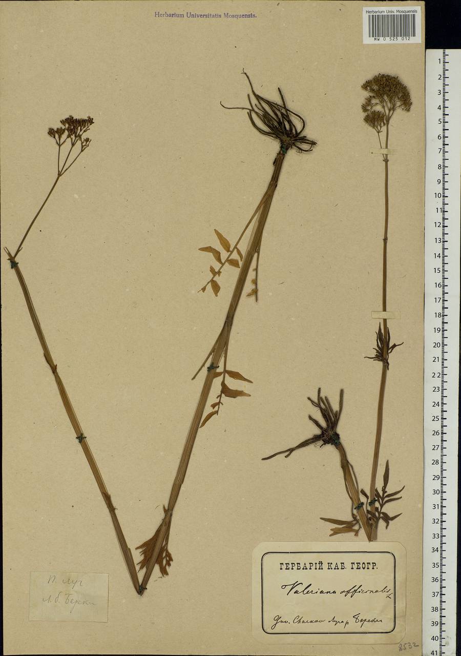 Valeriana officinalis L., Eastern Europe, North Ukrainian region (E11) (Ukraine)