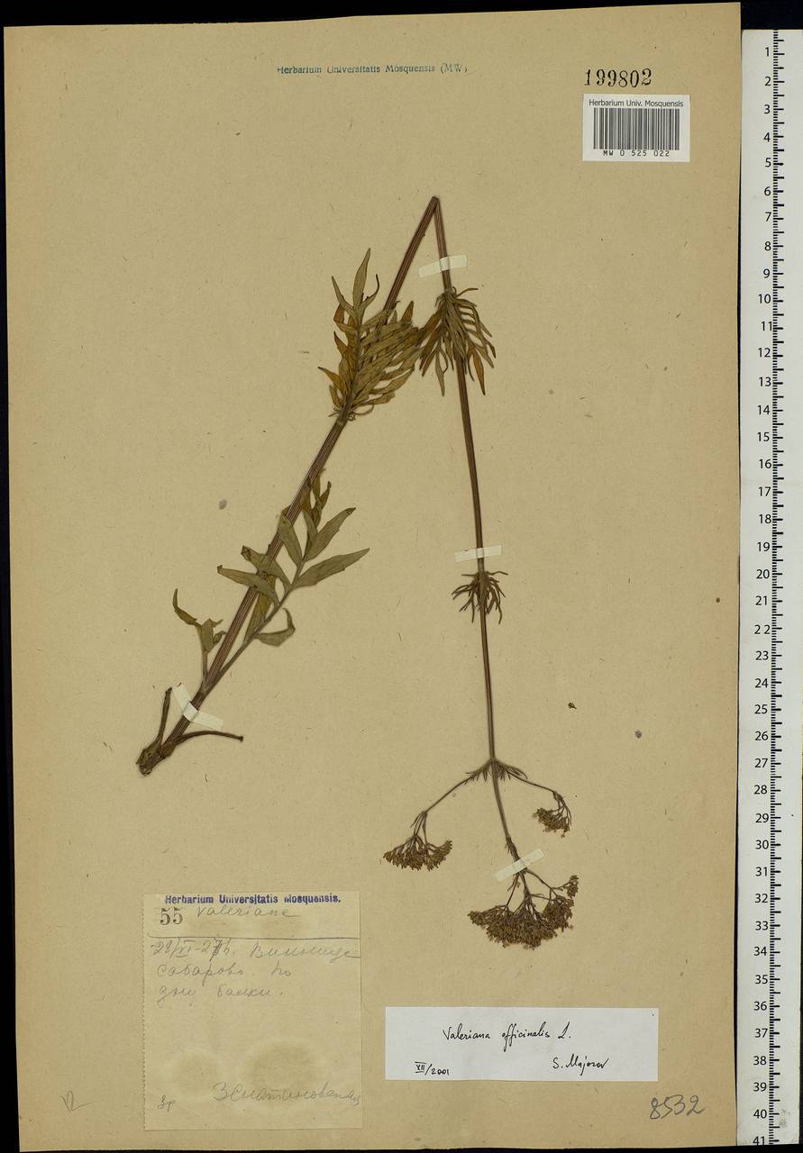 Valeriana officinalis L., Eastern Europe, South Ukrainian region (E12) (Ukraine)