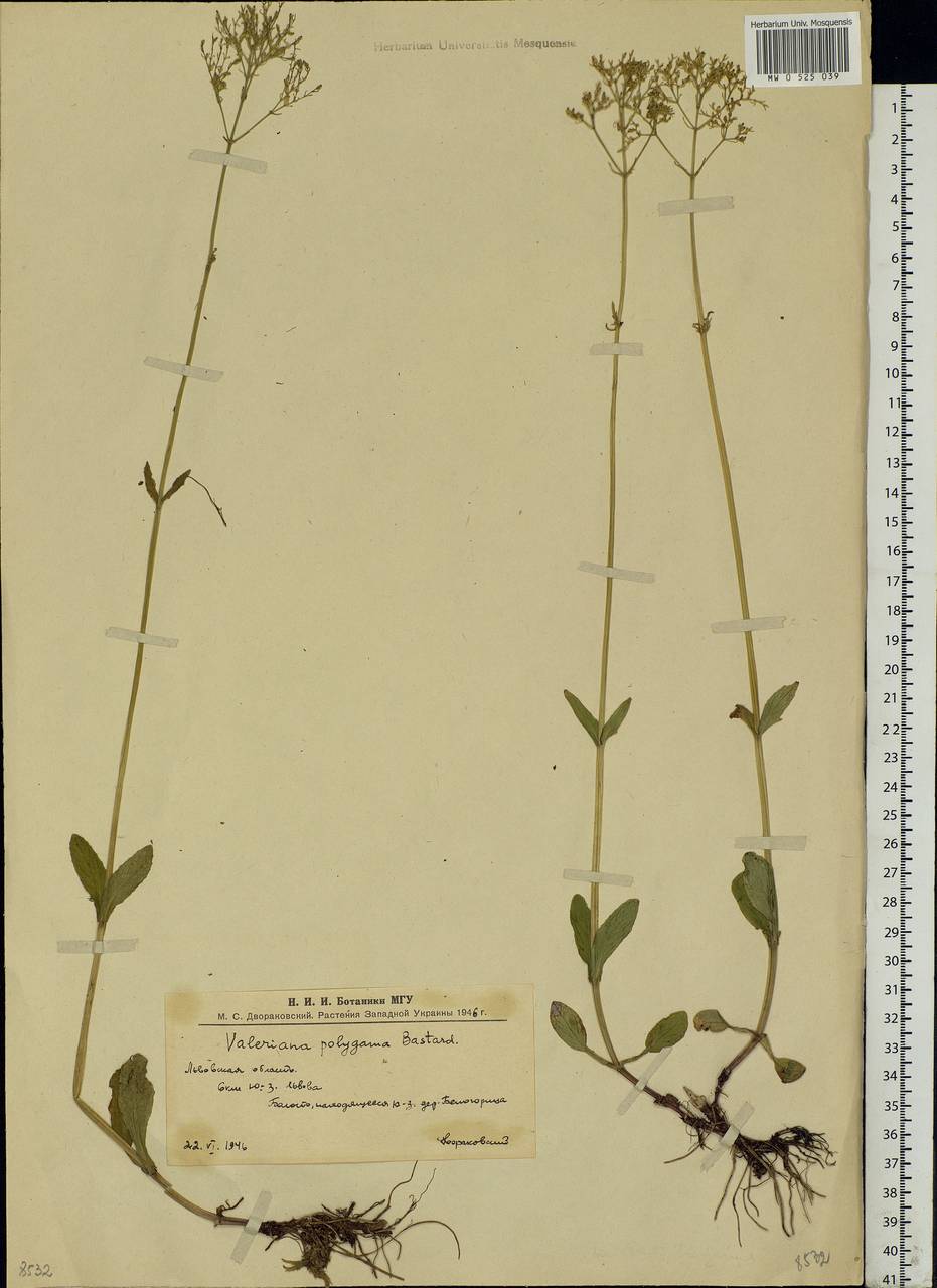 Valeriana elongata Jacq., Eastern Europe, West Ukrainian region (E13) (Ukraine)