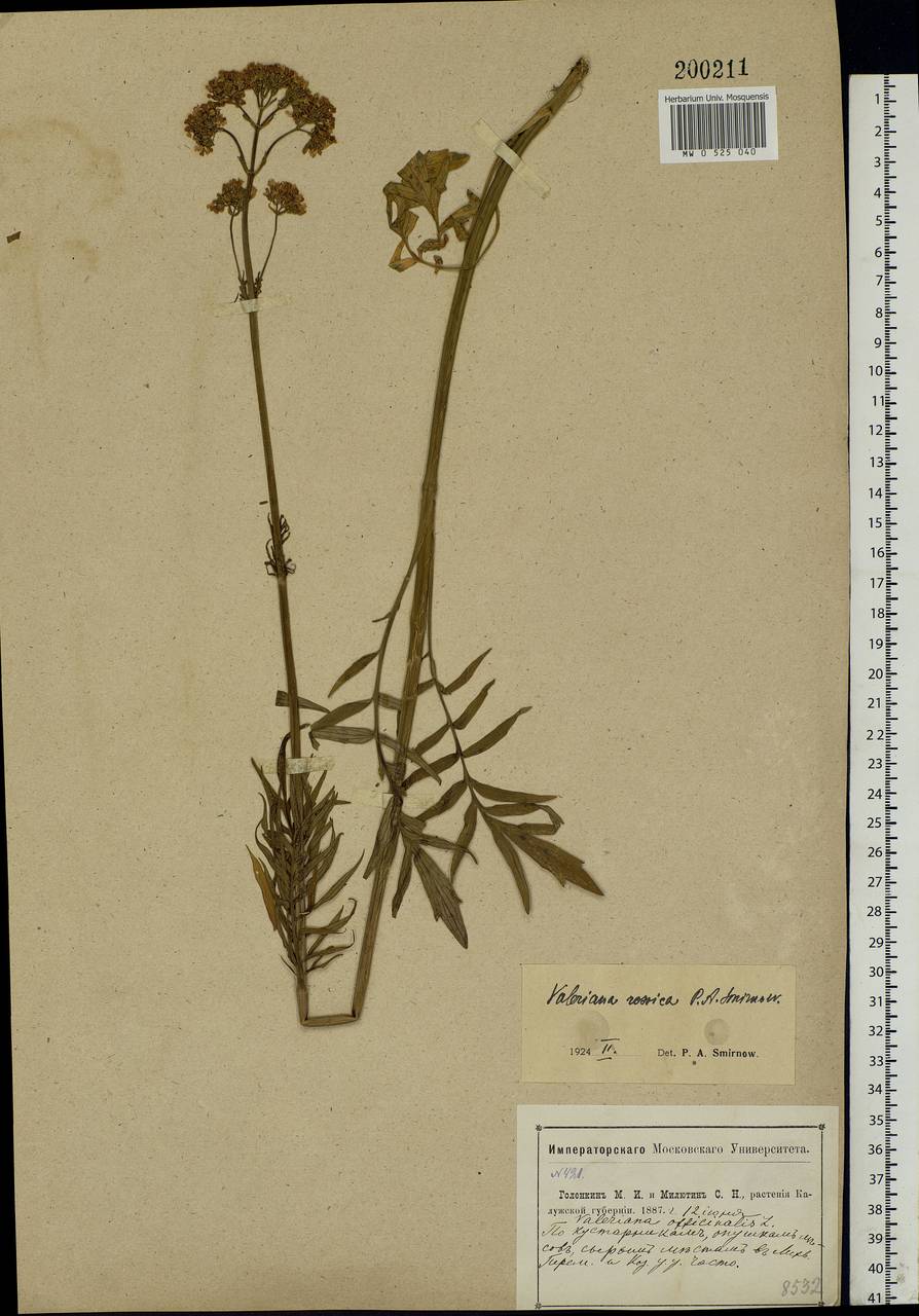 Valeriana rossica P. A. Smirn., Eastern Europe, Central region (E4) (Russia)