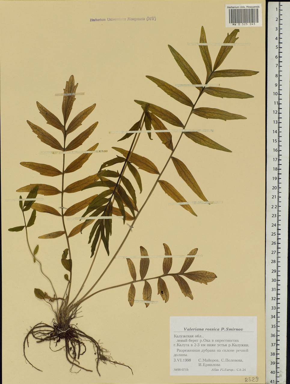 Valeriana rossica P. A. Smirn., Eastern Europe, Central region (E4) (Russia)