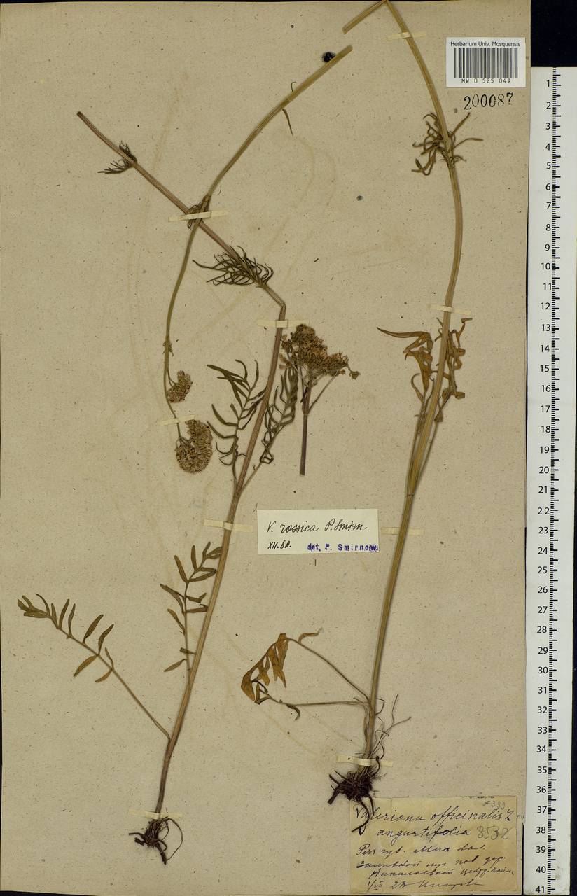 Valeriana rossica P. A. Smirn., Eastern Europe, Central region (E4) (Russia)