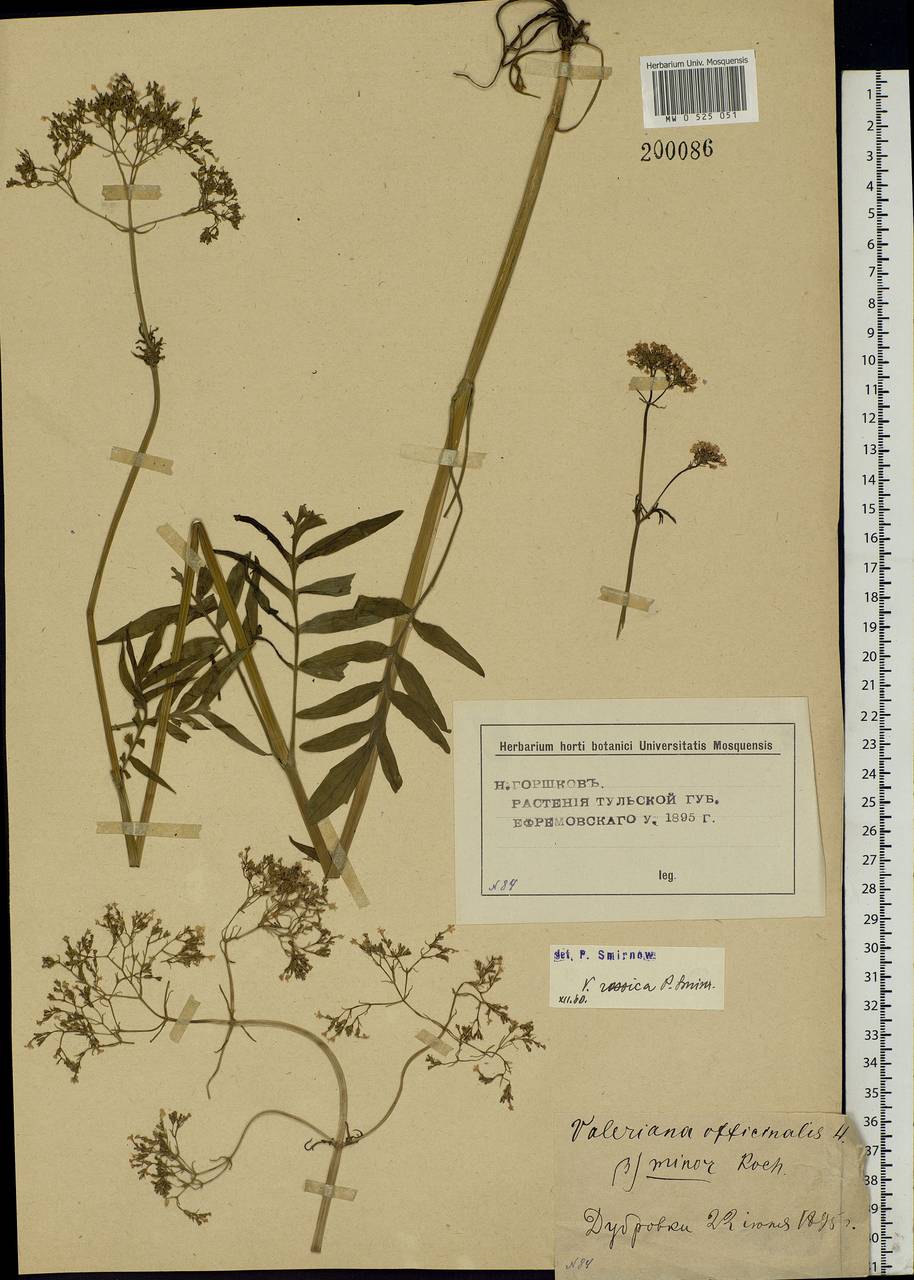 Valeriana rossica P. A. Smirn., Eastern Europe, Central region (E4) (Russia)