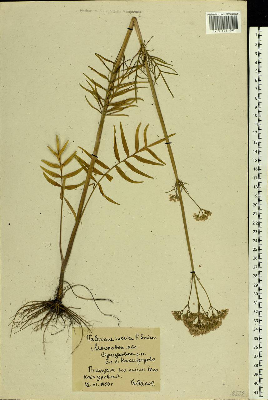 Valeriana rossica P. A. Smirn., Eastern Europe, Moscow region (E4a) (Russia)