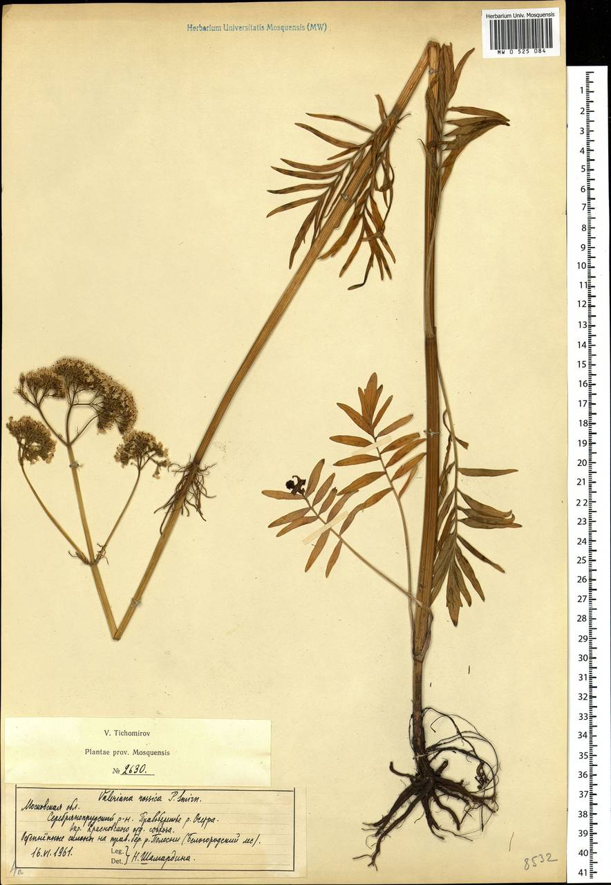 Valeriana rossica P. A. Smirn., Eastern Europe, Moscow region (E4a) (Russia)