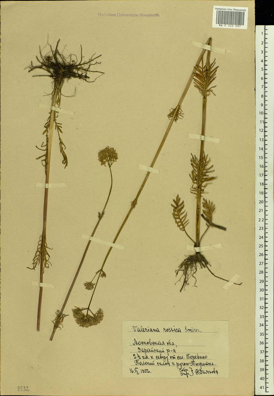 Valeriana rossica P. A. Smirn., Eastern Europe, Moscow region (E4a) (Russia)