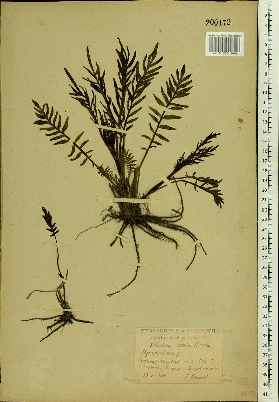 Valeriana rossica P. A. Smirn., Eastern Europe, Moscow region (E4a) (Russia)