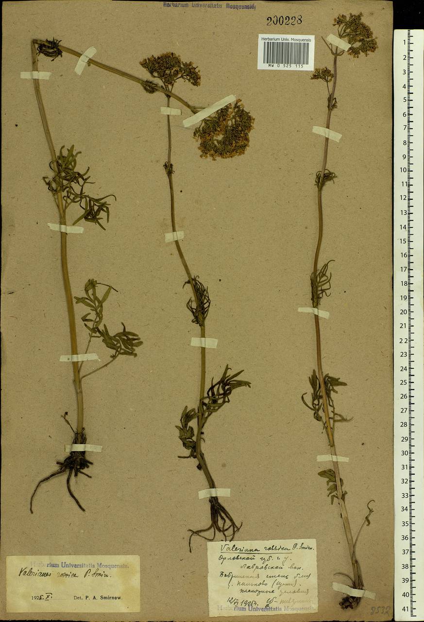 Valeriana rossica P. A. Smirn., Eastern Europe, Central forest-and-steppe region (E6) (Russia)