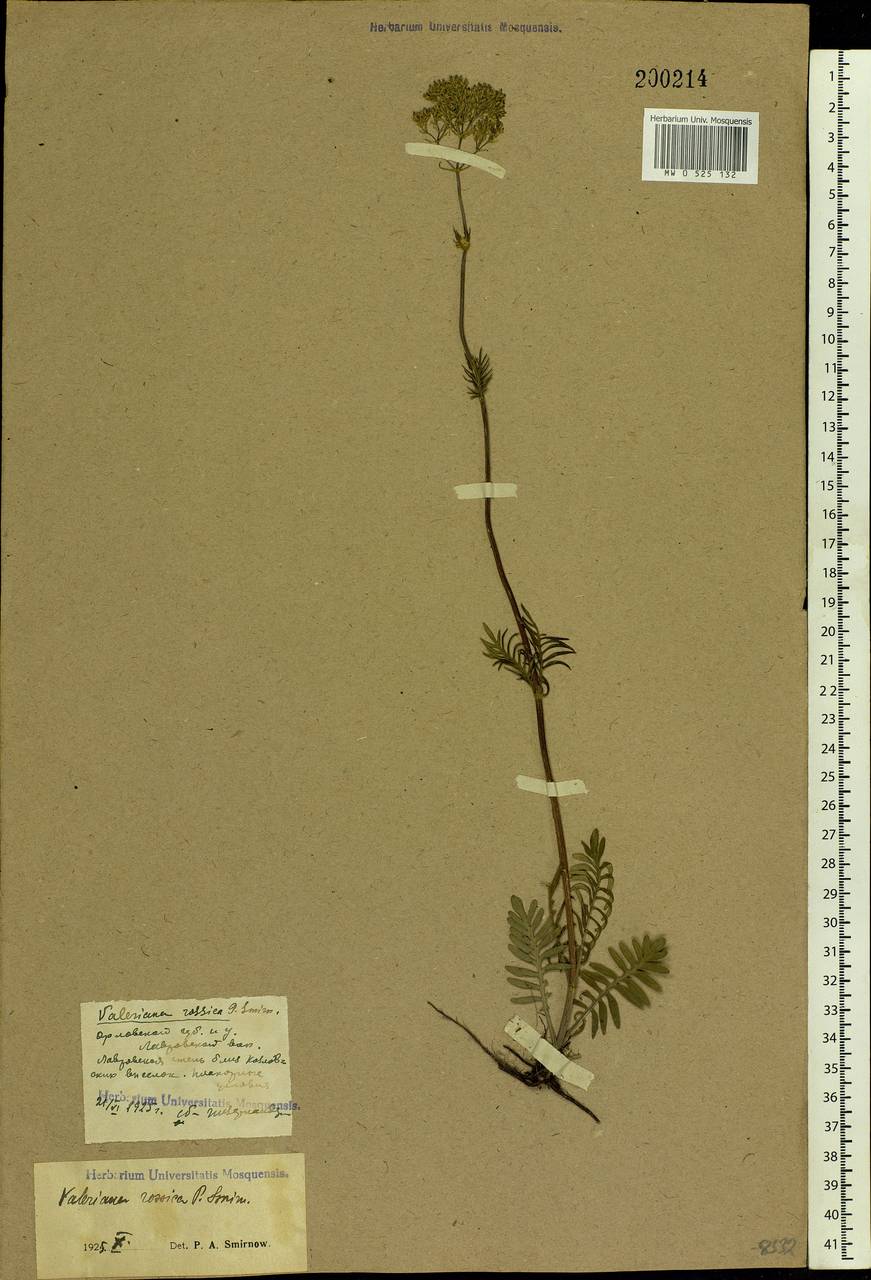 Valeriana rossica P. A. Smirn., Eastern Europe, Central forest-and-steppe region (E6) (Russia)