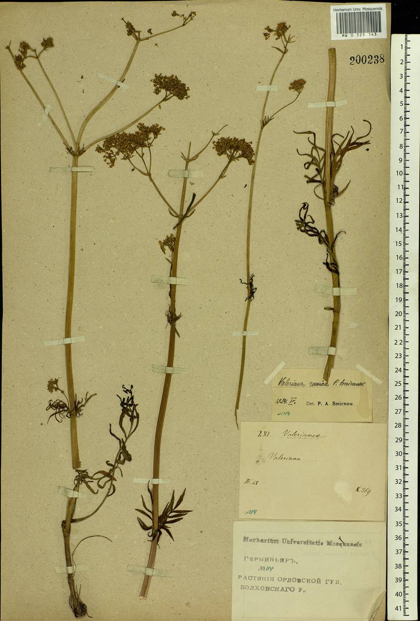 Valeriana rossica P. A. Smirn., Eastern Europe, Central forest-and-steppe region (E6) (Russia)
