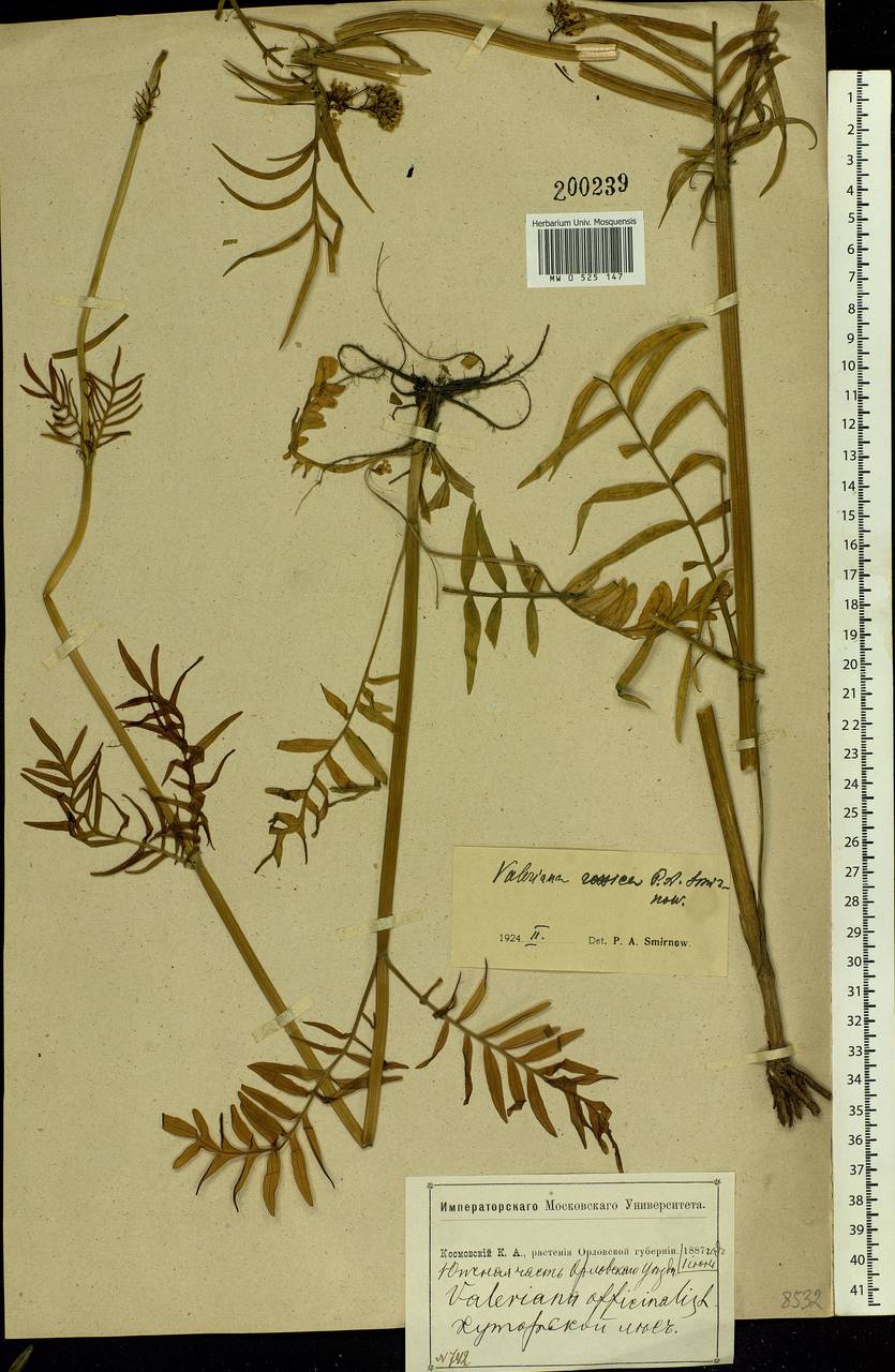 Valeriana rossica P. A. Smirn., Eastern Europe, Central forest-and-steppe region (E6) (Russia)
