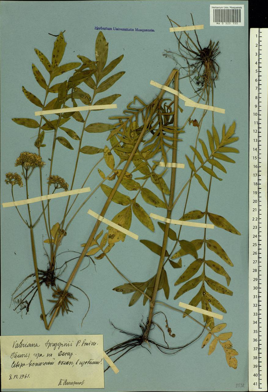 Valeriana rossica P. A. Smirn., Eastern Europe, Central forest-and-steppe region (E6) (Russia)