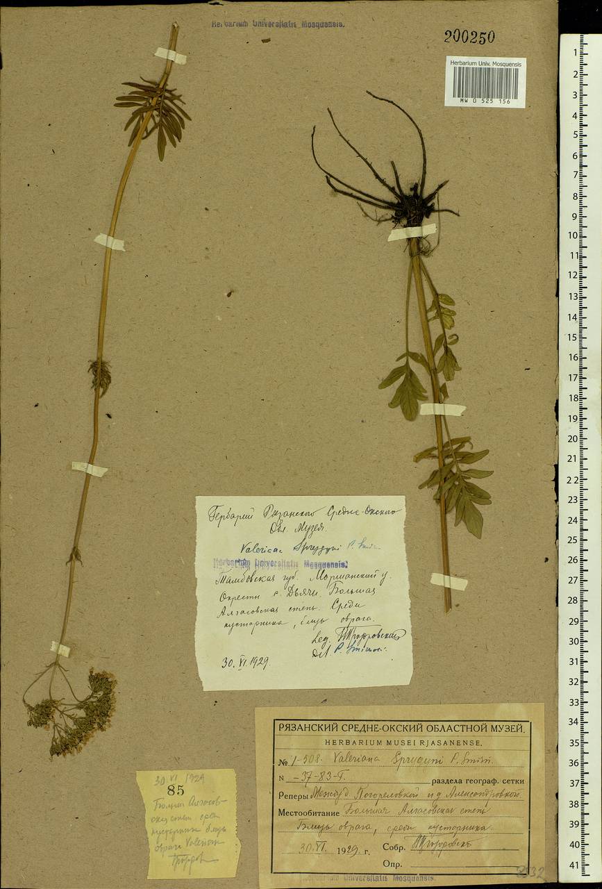 Valeriana rossica P. A. Smirn., Eastern Europe, Central forest-and-steppe region (E6) (Russia)
