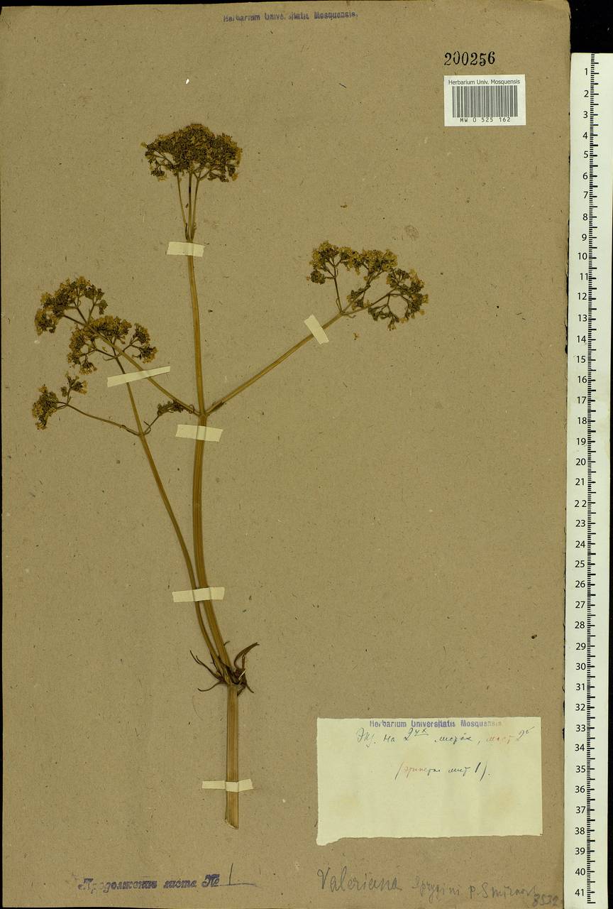 Valeriana rossica P. A. Smirn., Eastern Europe, Central forest-and-steppe region (E6) (Russia)