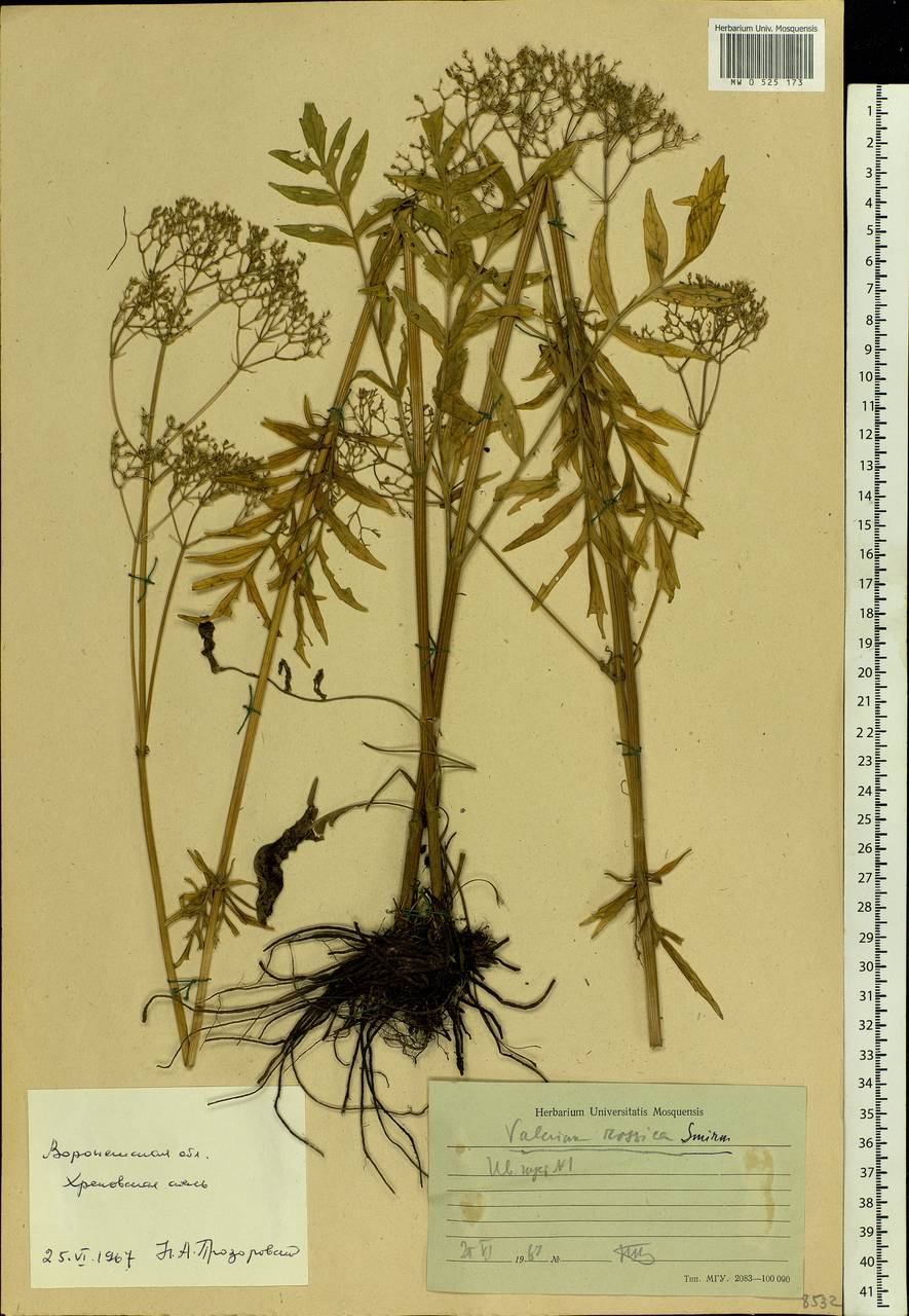 Valeriana rossica P. A. Smirn., Eastern Europe, Central forest-and-steppe region (E6) (Russia)