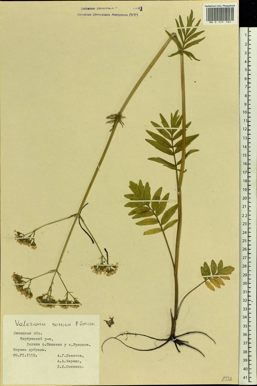 Valeriana rossica P. A. Smirn., Eastern Europe, Central forest-and-steppe region (E6) (Russia)