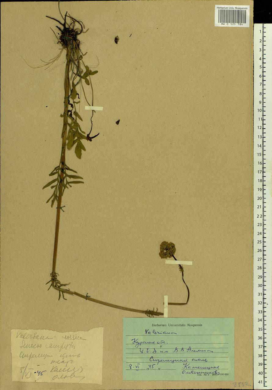 Valeriana rossica P. A. Smirn., Eastern Europe, Central forest-and-steppe region (E6) (Russia)