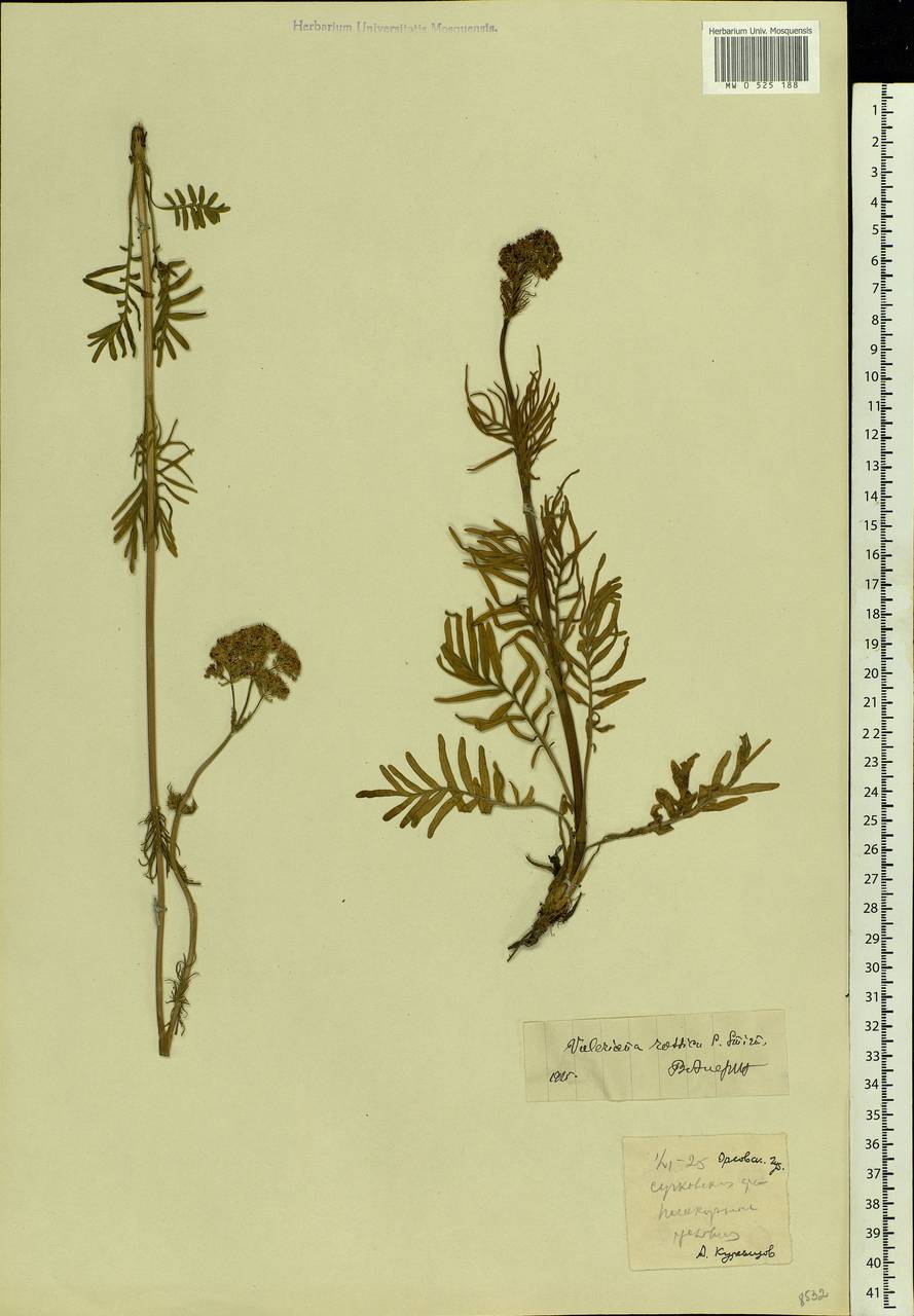 Valeriana rossica P. A. Smirn., Eastern Europe, Central forest-and-steppe region (E6) (Russia)