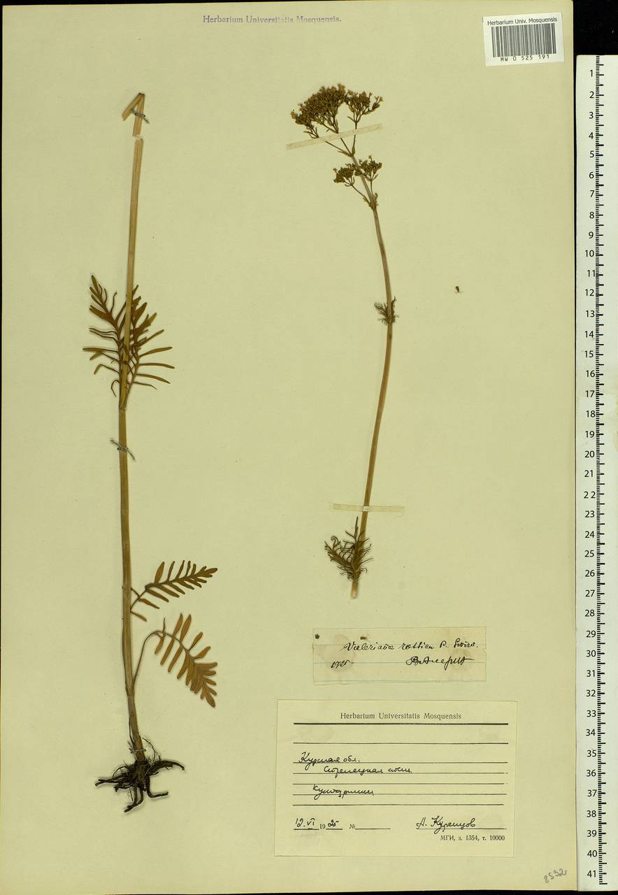 Valeriana rossica P. A. Smirn., Eastern Europe, Central forest-and-steppe region (E6) (Russia)