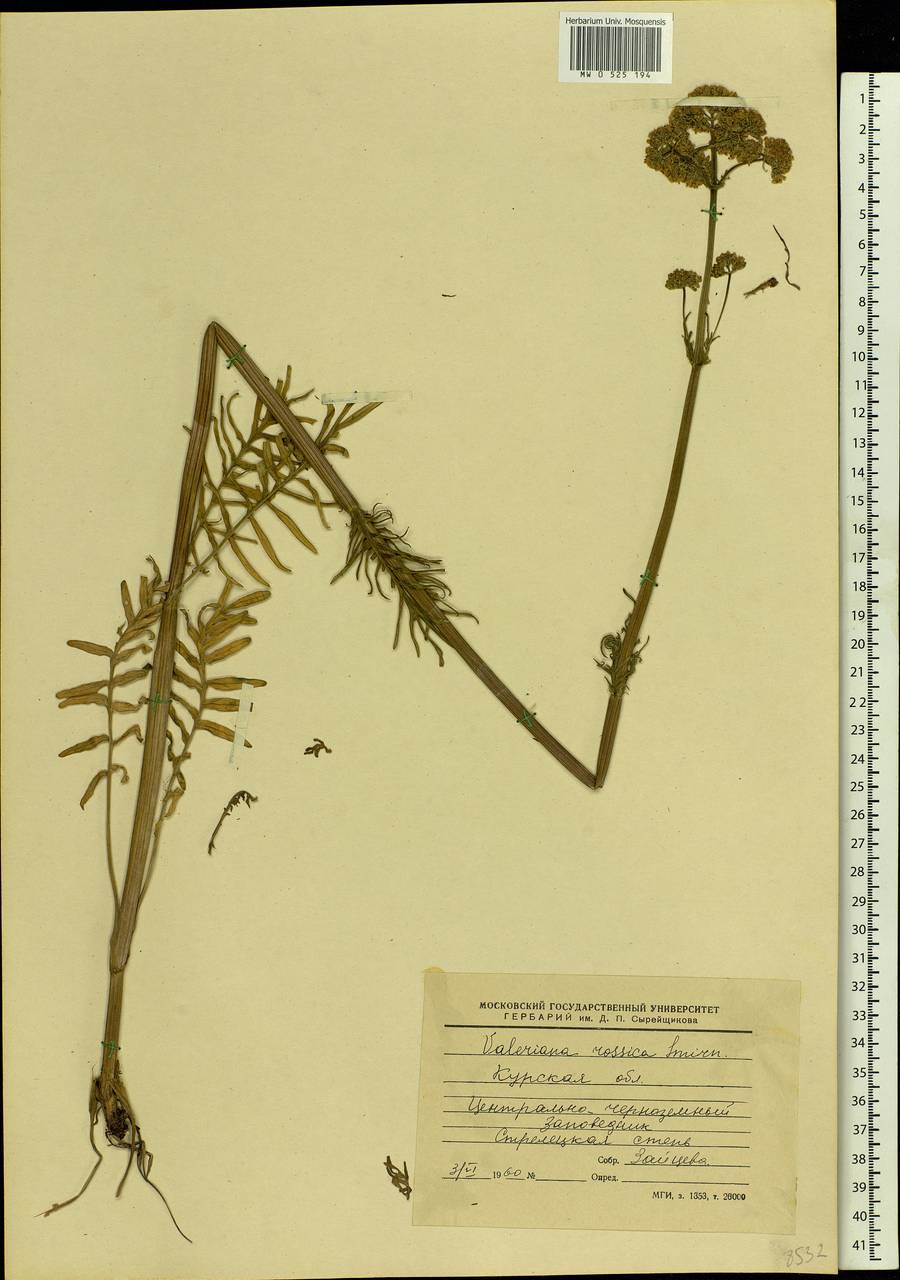 Valeriana rossica P. A. Smirn., Eastern Europe, Central forest-and-steppe region (E6) (Russia)