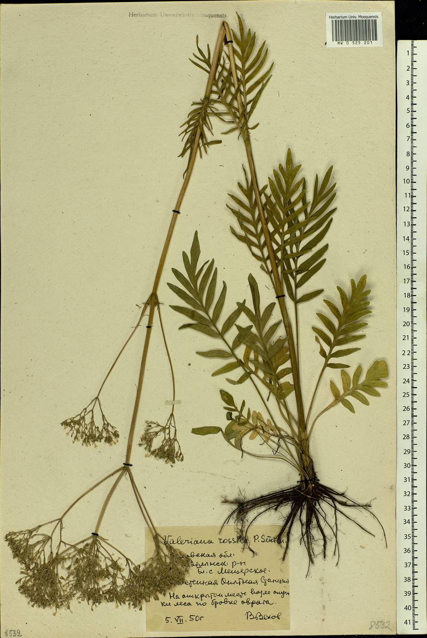 Valeriana rossica P. A. Smirn., Eastern Europe, Central forest-and-steppe region (E6) (Russia)
