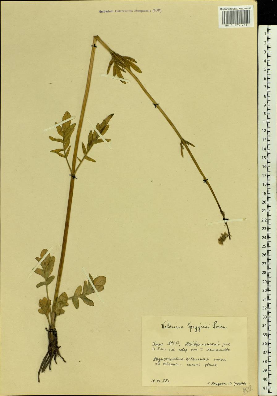 Valeriana rossica P. A. Smirn., Eastern Europe, Eastern region (E10) (Russia)