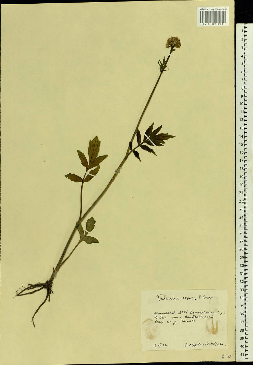 Valeriana rossica P. A. Smirn., Eastern Europe, Eastern region (E10) (Russia)