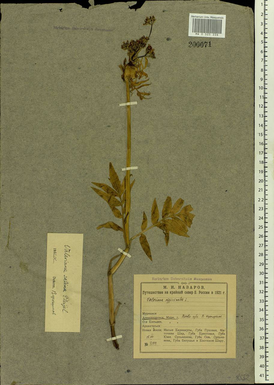 Valeriana excelsa subsp. sambucifolia (J. C. Mikan ex Pohl) Holub, Eastern Europe, Northern region (E1) (Russia)