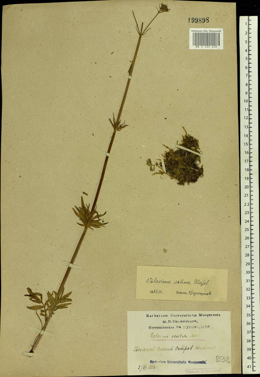 Valeriana excelsa subsp. sambucifolia (J. C. Mikan ex Pohl) Holub, Eastern Europe, Northern region (E1) (Russia)