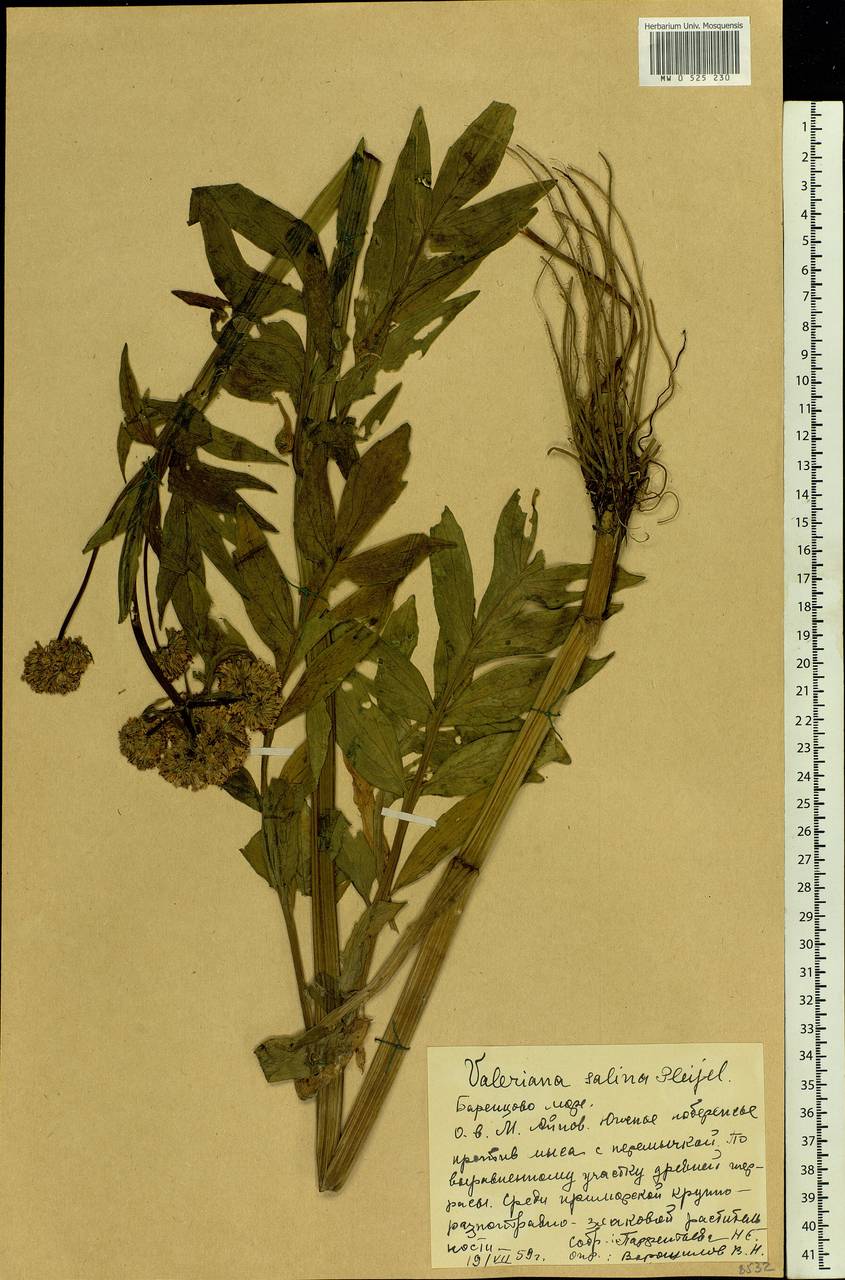 Valeriana excelsa subsp. sambucifolia (J. C. Mikan ex Pohl) Holub, Eastern Europe, Northern region (E1) (Russia)