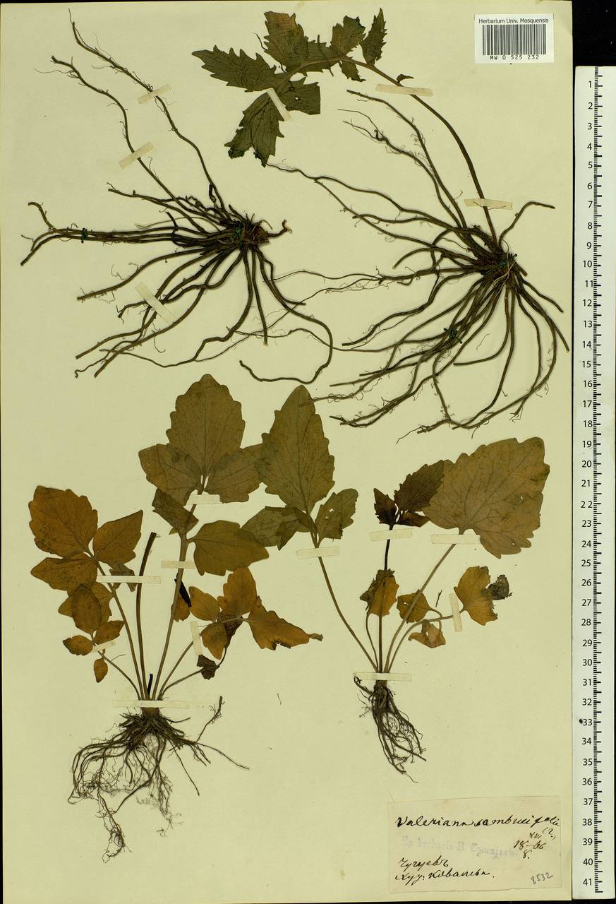 Valeriana excelsa subsp. sambucifolia (J. C. Mikan ex Pohl) Holub, Eastern Europe, North Ukrainian region (E11) (Ukraine)