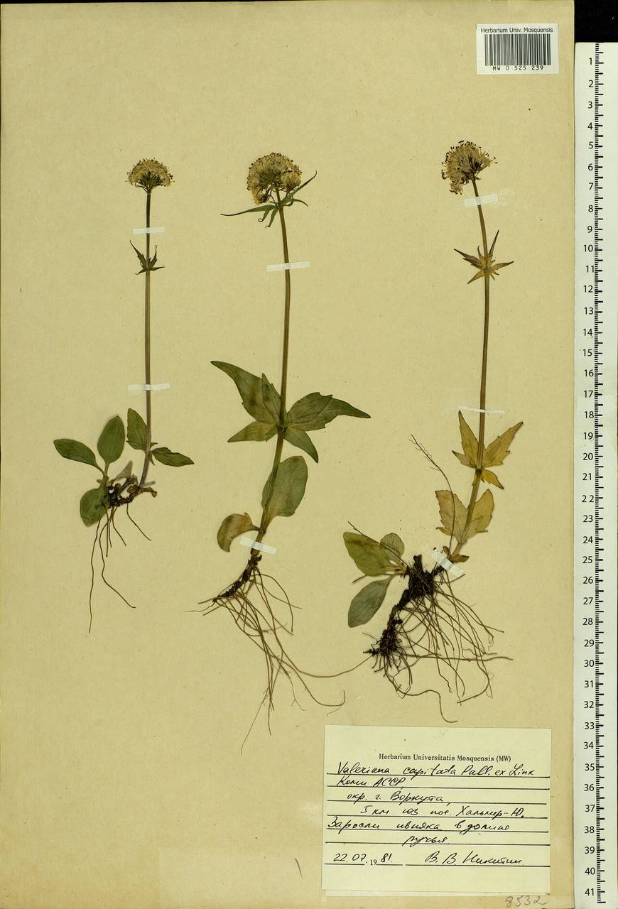 Valeriana tripteris L., Eastern Europe, Northern region (E1) (Russia)