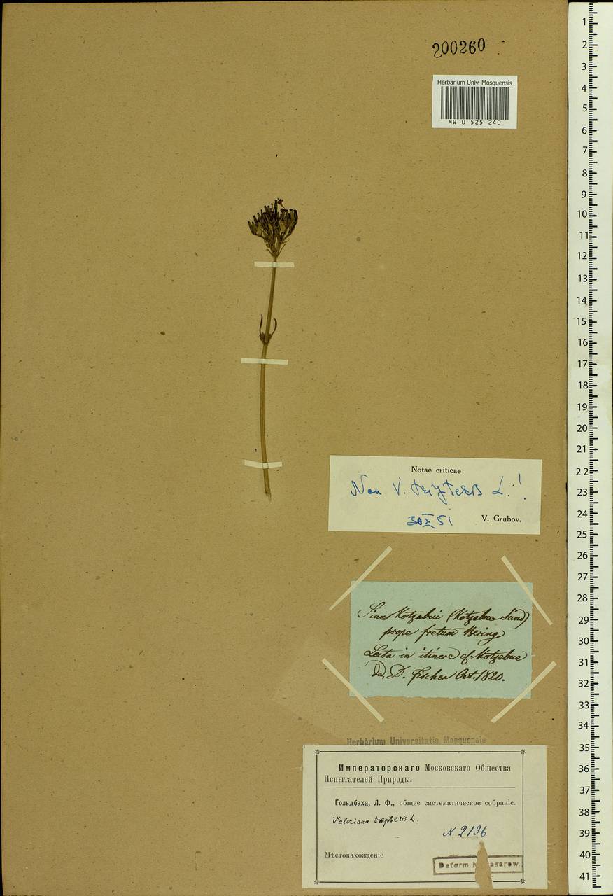 Valeriana tripteris L., America (AMER) (United States)