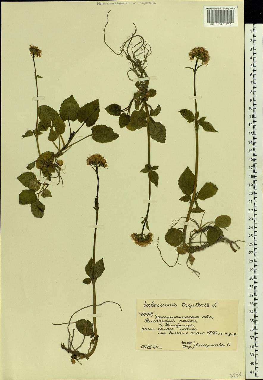 Valeriana tripteris L., Eastern Europe, West Ukrainian region (E13) (Ukraine)