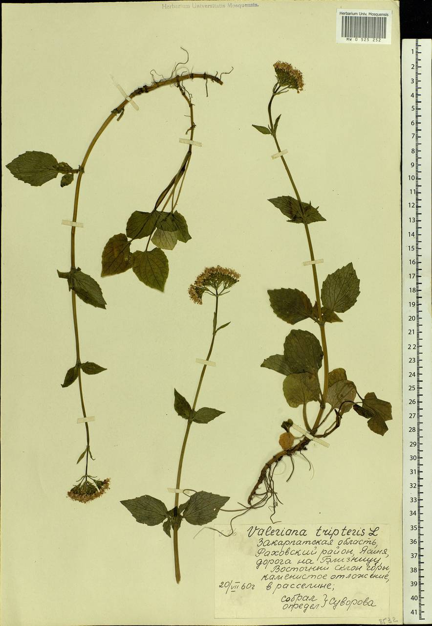 Valeriana tripteris L., Eastern Europe, West Ukrainian region (E13) (Ukraine)