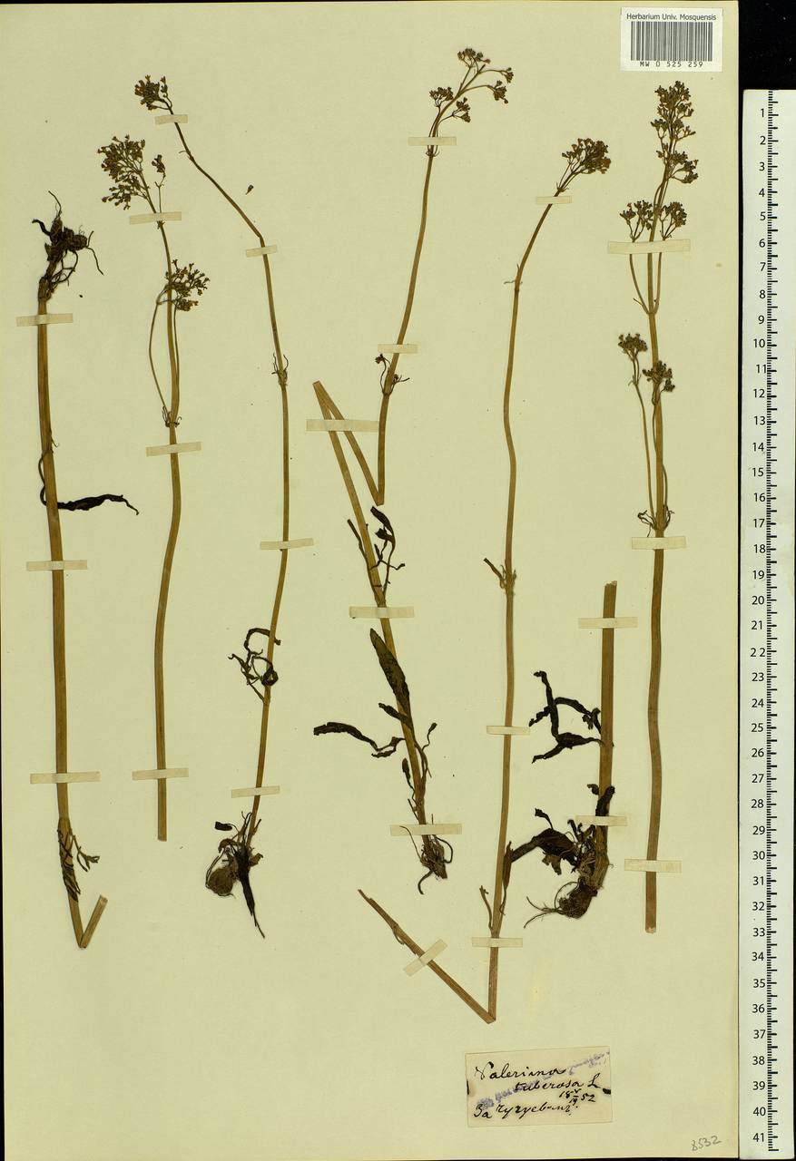 Valeriana tuberosa L., Eastern Europe, North Ukrainian region (E11) (Ukraine)