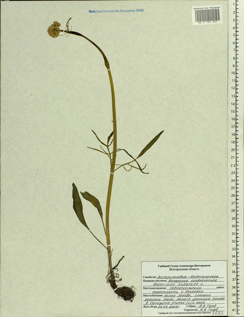 Valeriana tuberosa L., Eastern Europe, Central forest-and-steppe region (E6) (Russia)