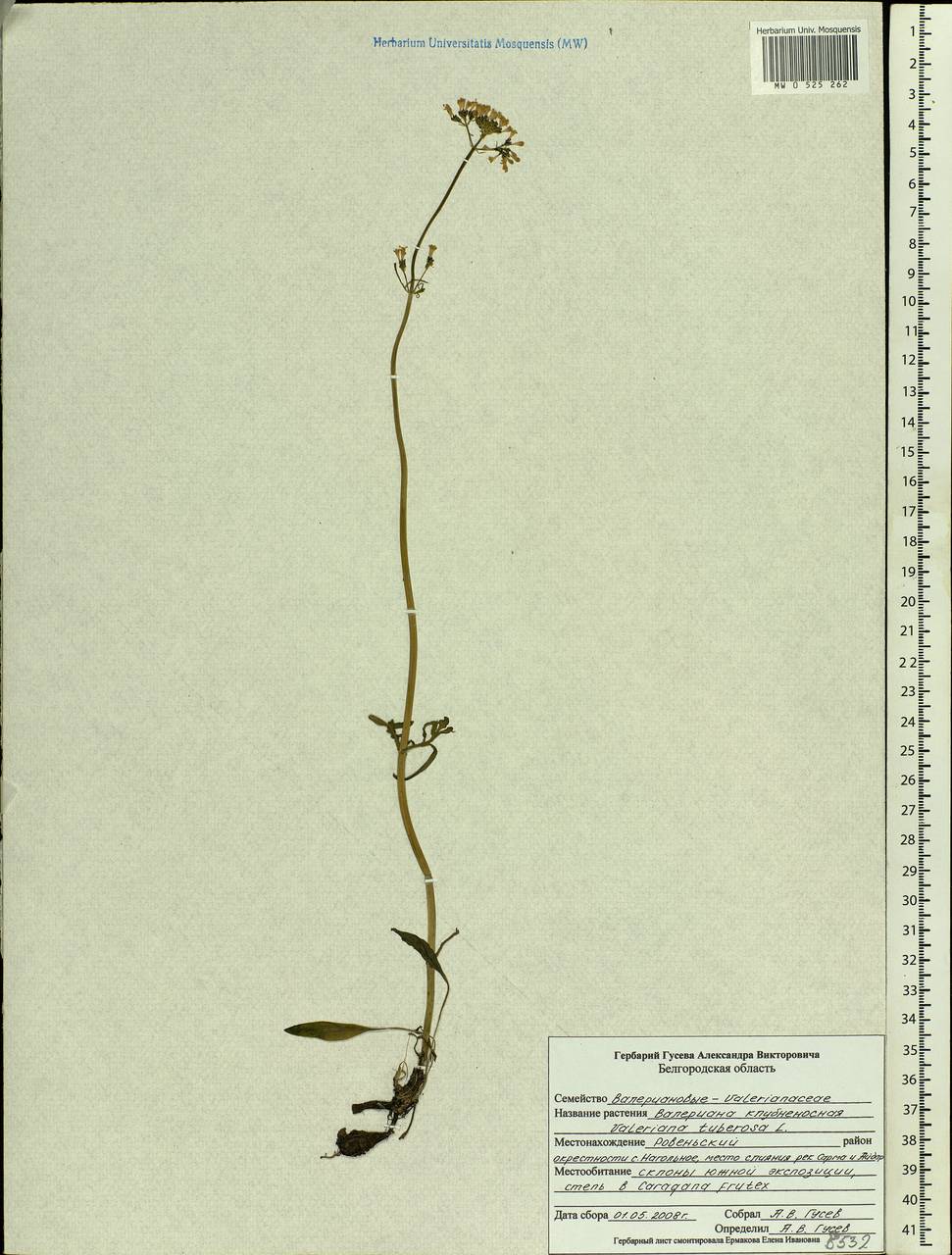 Valeriana tuberosa L., Eastern Europe, Central forest-and-steppe region (E6) (Russia)