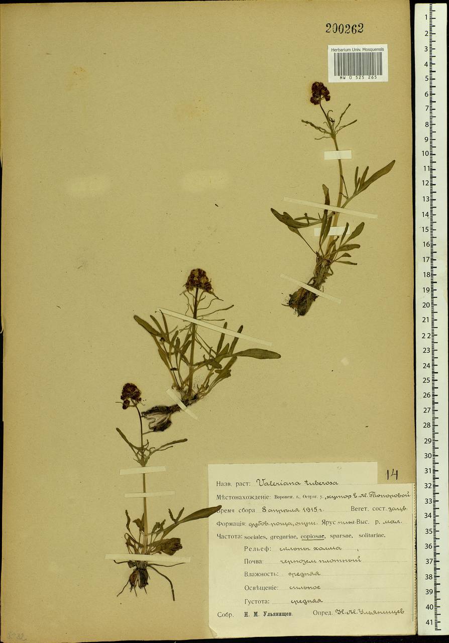 Valeriana tuberosa L., Eastern Europe, Central forest-and-steppe region (E6) (Russia)