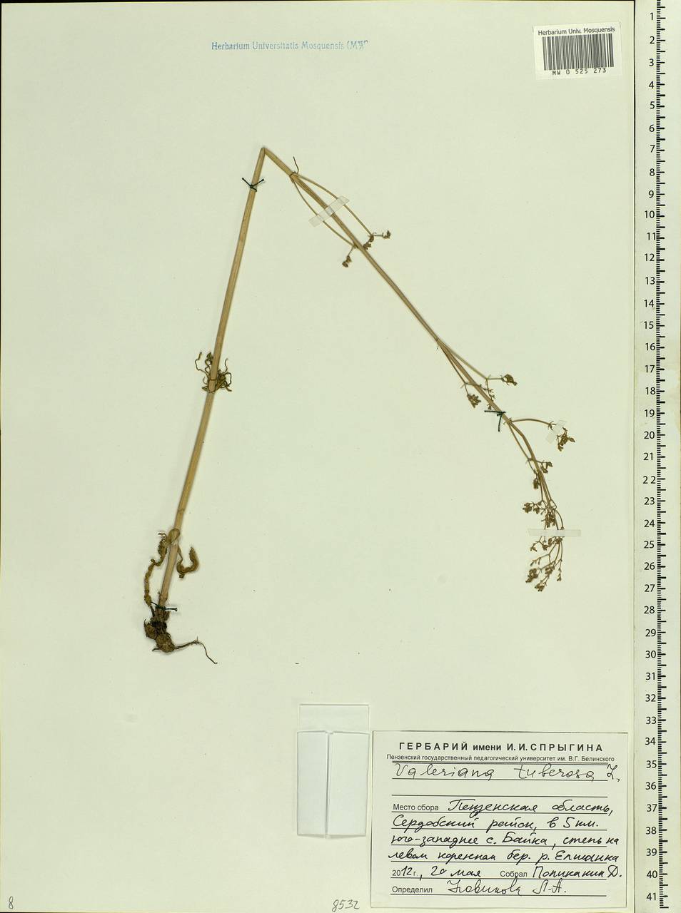 Valeriana tuberosa L., Eastern Europe, Middle Volga region (E8) (Russia)