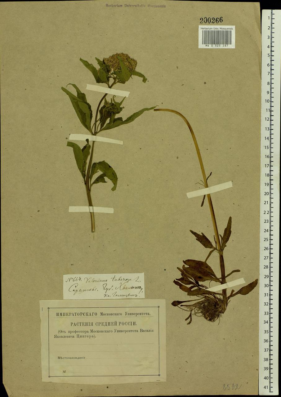 Valeriana tuberosa L., Eastern Europe, Lower Volga region (E9) (Russia)