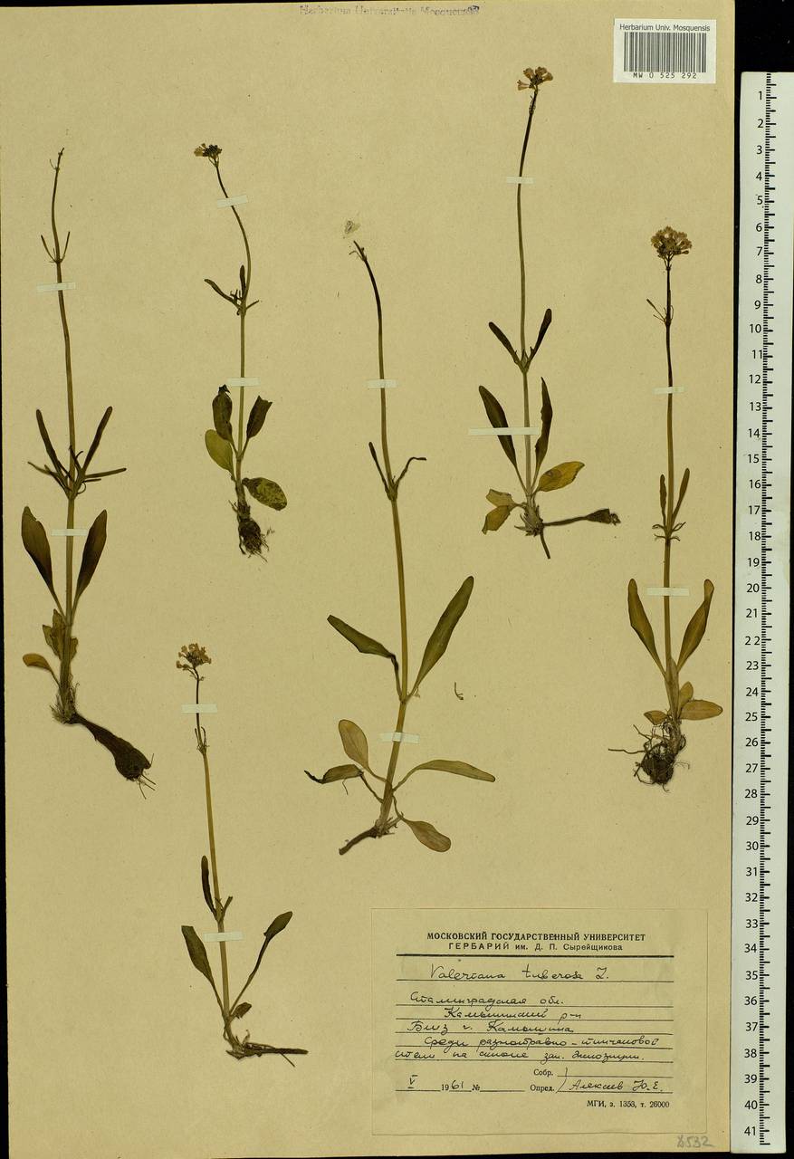 Valeriana tuberosa L., Eastern Europe, Lower Volga region (E9) (Russia)