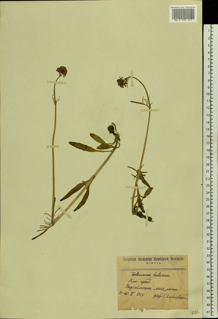 Valeriana tuberosa L., Eastern Europe, North Ukrainian region (E11) (Ukraine)