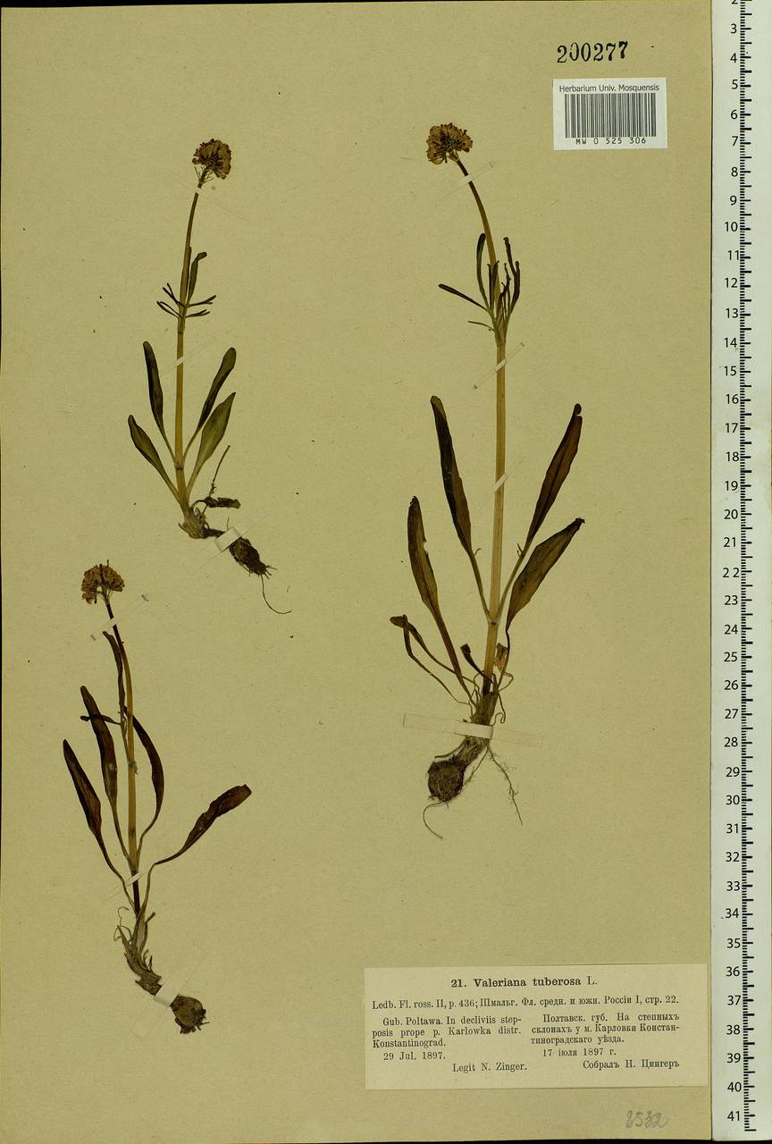 Valeriana tuberosa L., Eastern Europe, North Ukrainian region (E11) (Ukraine)