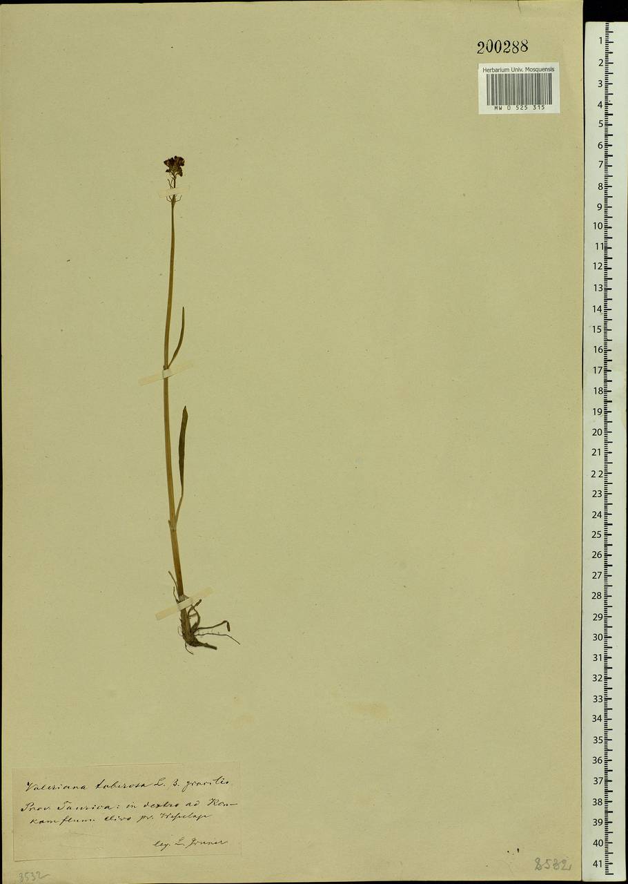 Valeriana tuberosa L., Eastern Europe, South Ukrainian region (E12) (Ukraine)