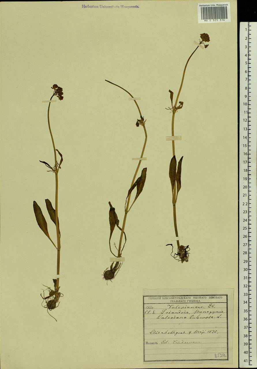 Valeriana tuberosa L., Eastern Europe, South Ukrainian region (E12) (Ukraine)