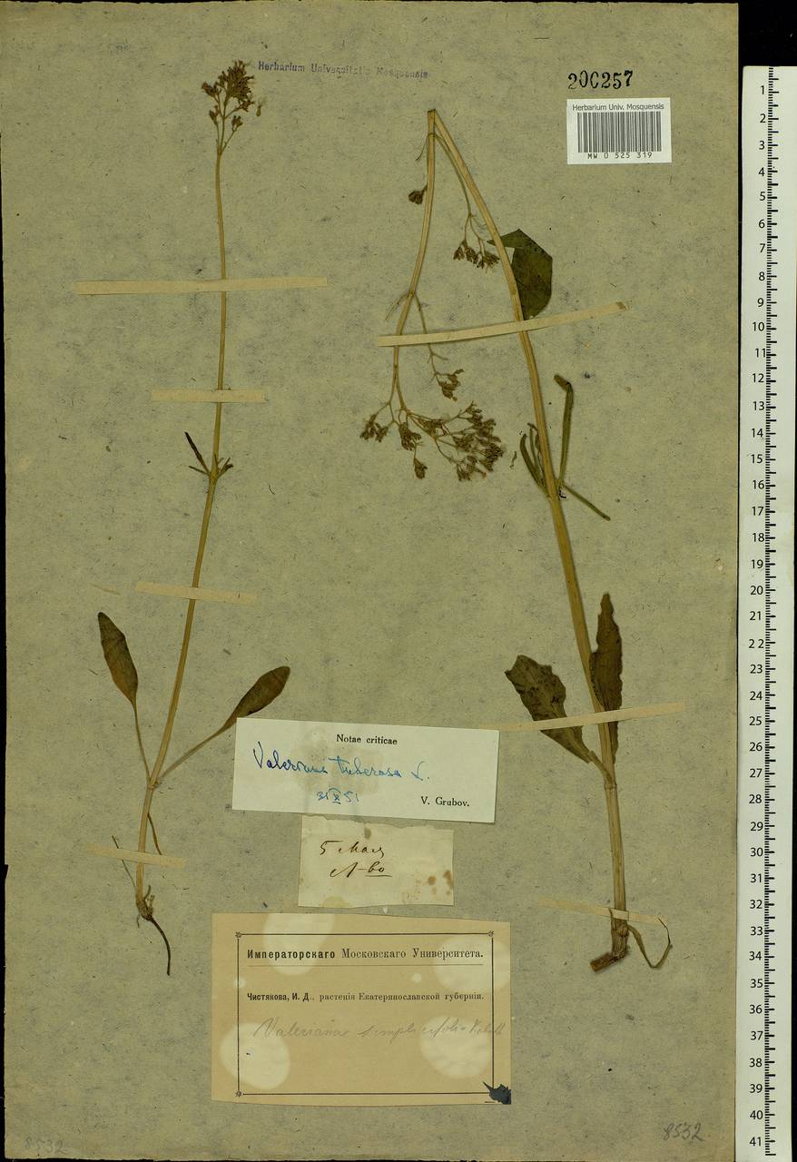 Valeriana tuberosa L., Eastern Europe, South Ukrainian region (E12) (Ukraine)