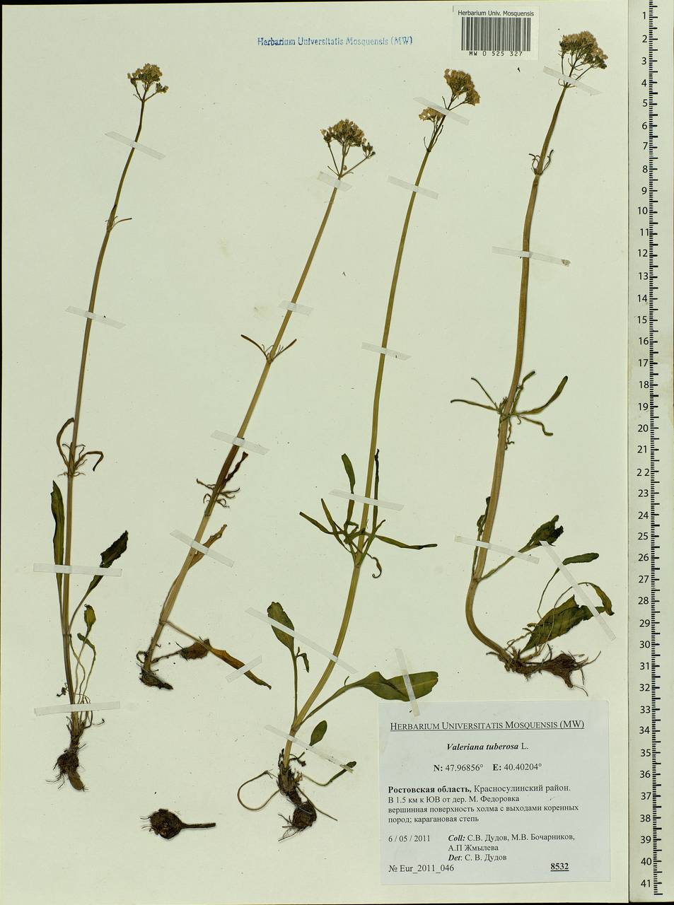 Valeriana tuberosa L., Eastern Europe, Rostov Oblast (E12a) (Russia)