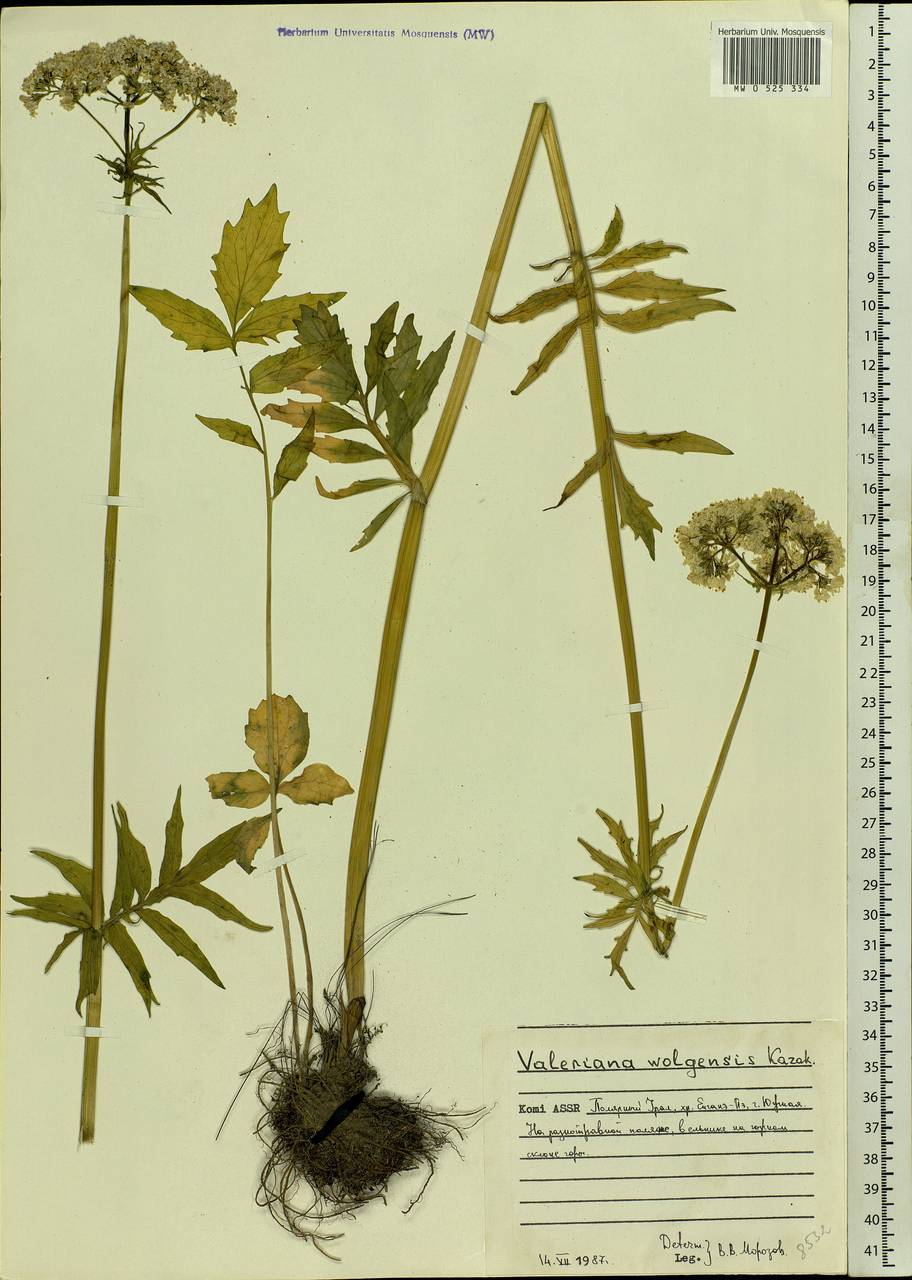 Valeriana wolgensis Kazak., Eastern Europe, Northern region (E1) (Russia)