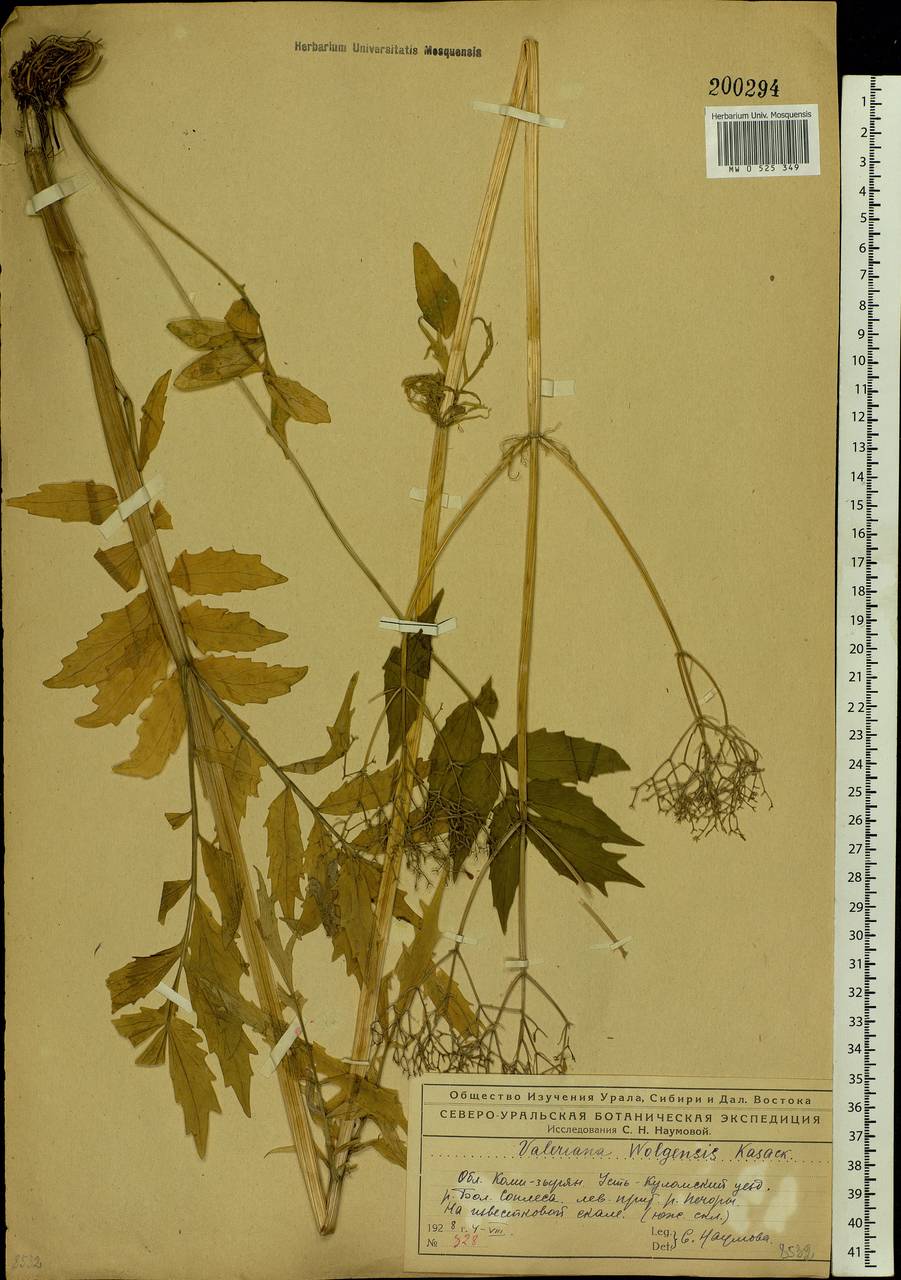Valeriana wolgensis Kazak., Eastern Europe, Northern region (E1) (Russia)
